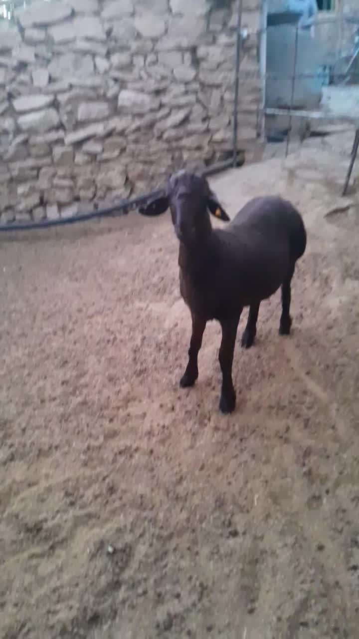 بره همو|حیوانات مزرعه|شیروان (خراسان), |دیوار