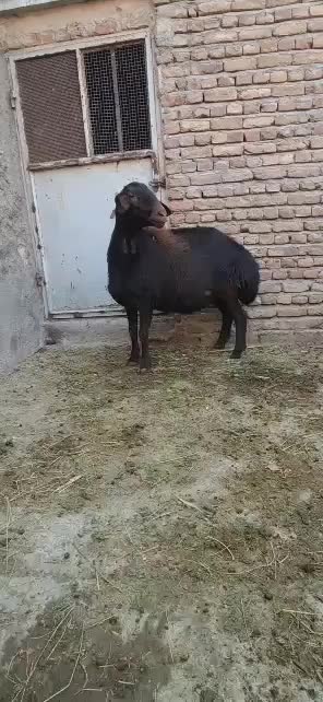 گوسفند ماده|حیوانات مزرعه|خسروشاه, |دیوار