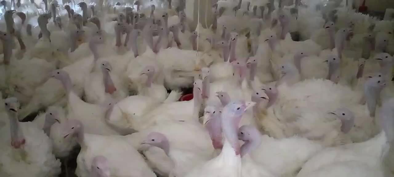 بوقلمون در جاده کرمانشاه درقلعه نرسیده به کامیاران|حیوانات مزرعه|کرمانشاه, |دیوار