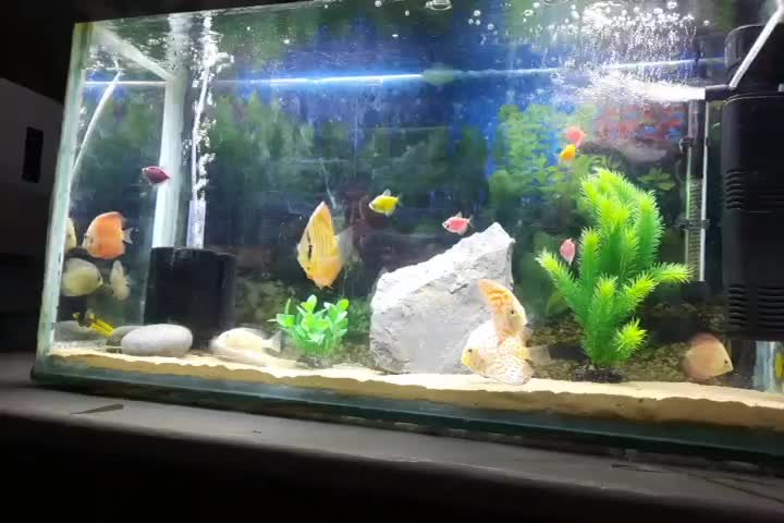 فروش آکواریوم با ماهی و تمام تجهیزات|ماهی|اصفهان, کوی امام|دیوار