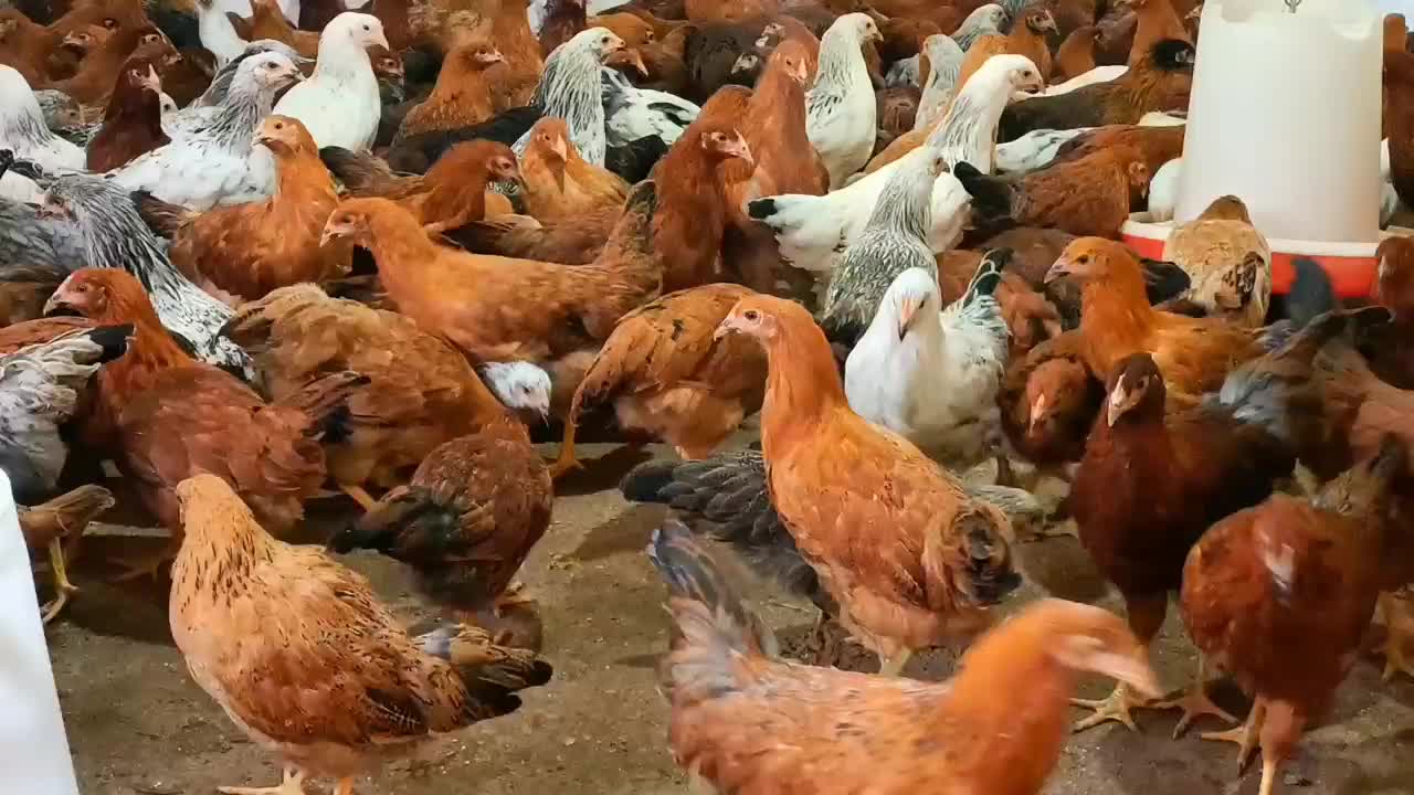 نیمچه مرغ تخمگذار نژاد گلپایگان/نزدیک به تخم|حیوانات مزرعه|کاشان, خرمدشت|دیوار