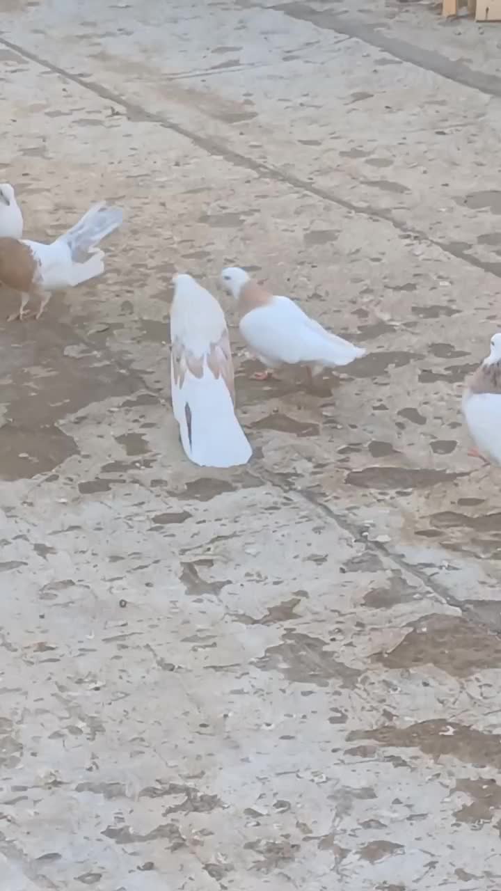 کبوتر|پرنده|کبودرآهنگ, |دیوار