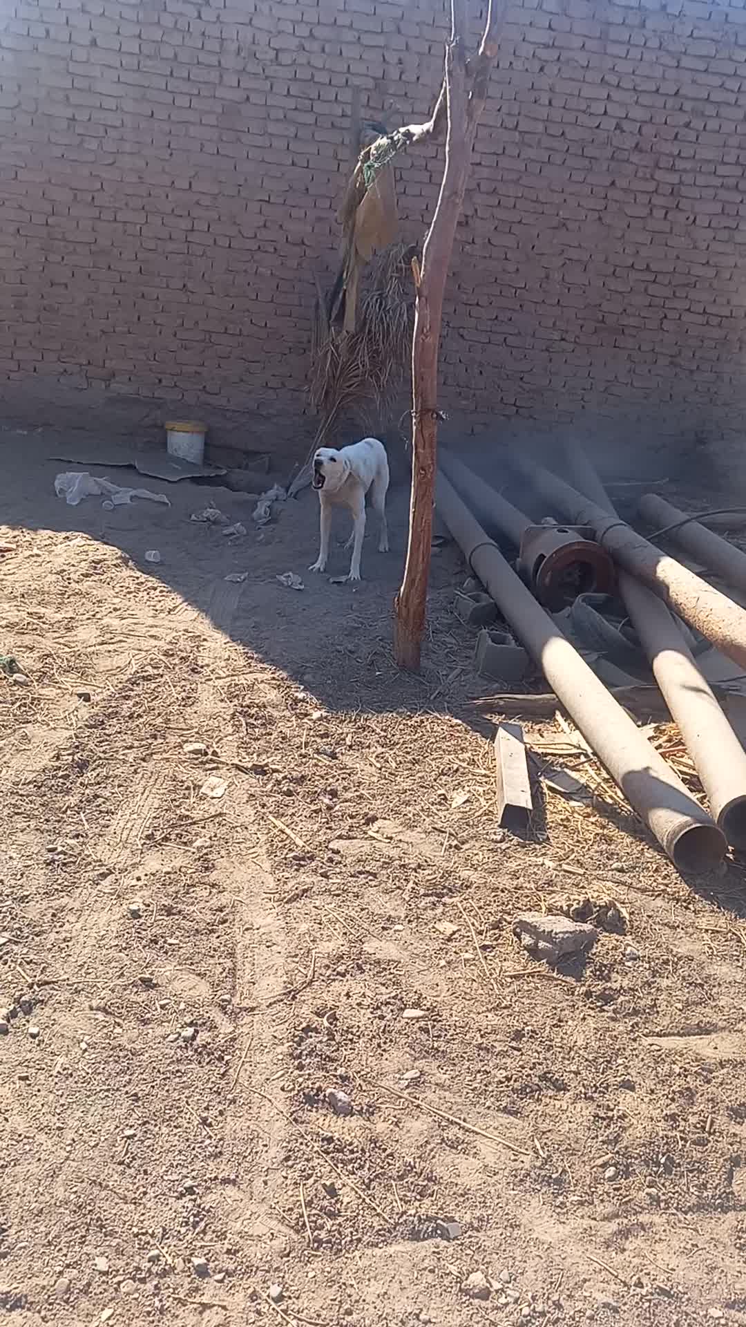 سگ افغان|سگ|بم, |دیوار