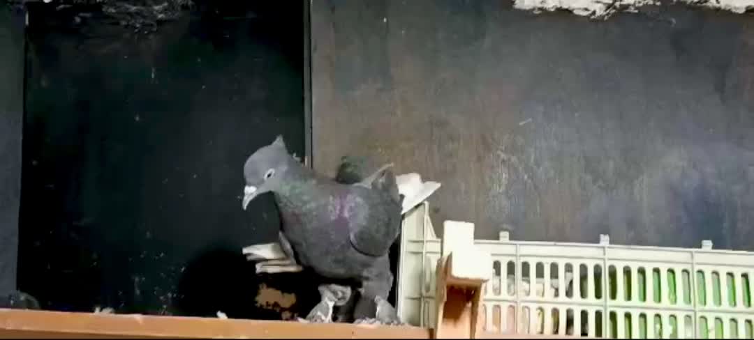 جفت دم سفید|پرنده|داراب, |دیوار