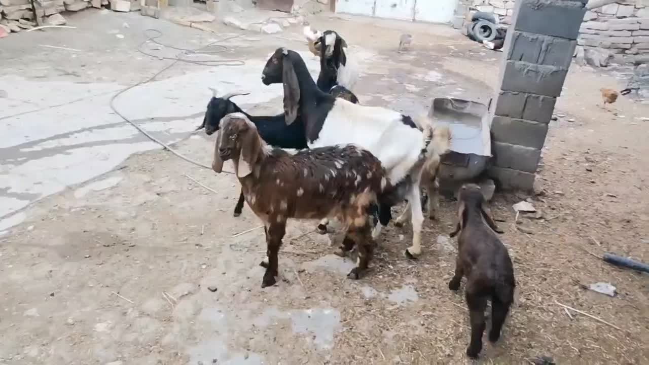 تعدادی بز وبزغاله درجه یک|حیوانات مزرعه|روانسر, |دیوار