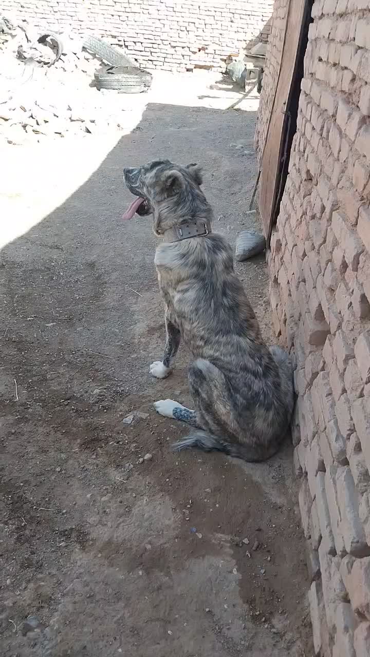 سگ ماده|سگ|قائن, |دیوار