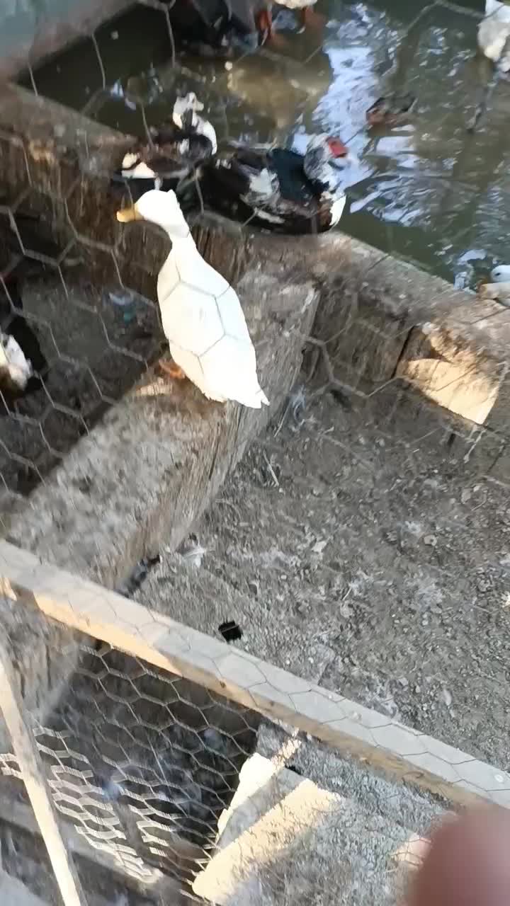 خرید و فروش انواع غاز و قوغاز|حیوانات مزرعه|اصفهان, رهنان|دیوار