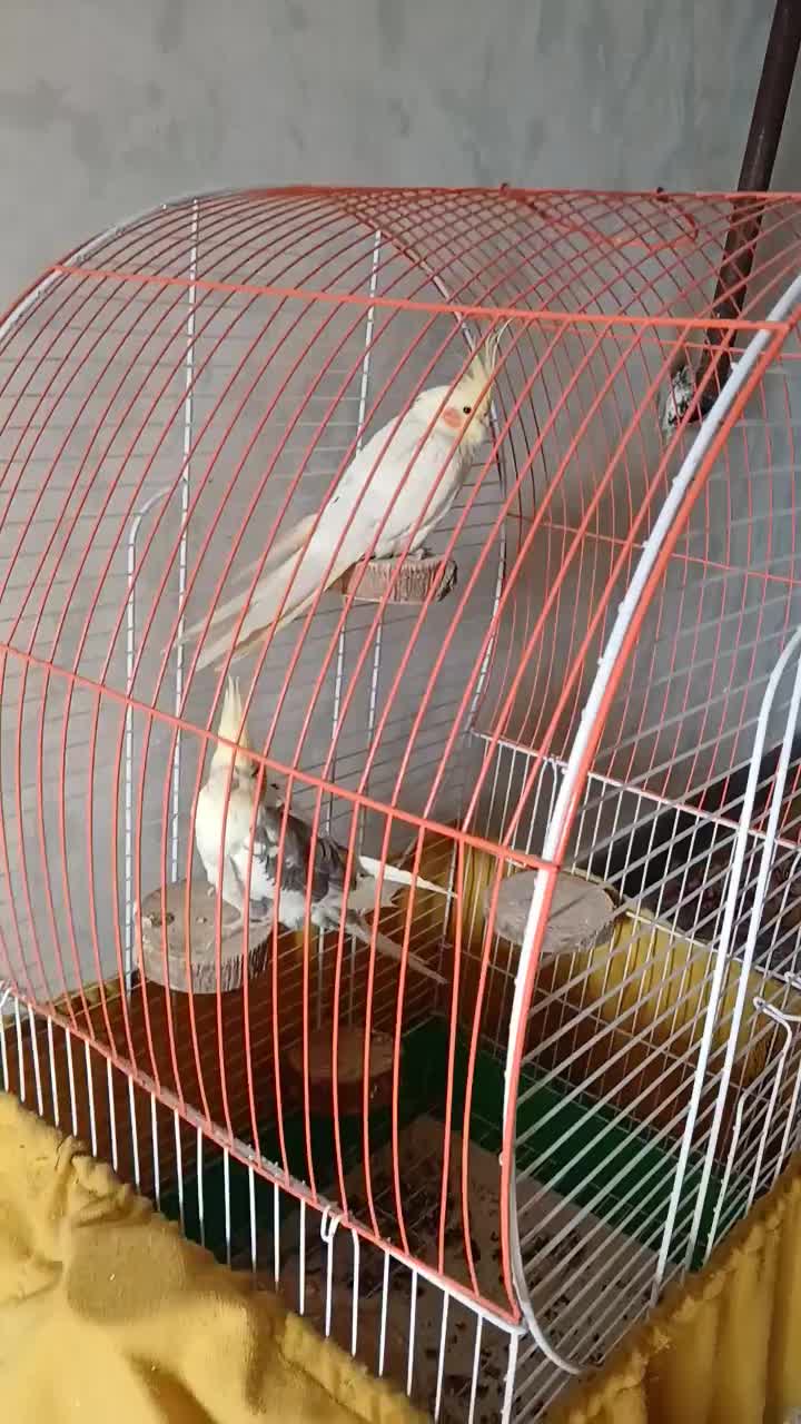 فروشی|پرنده|رضوانشهر, |دیوار