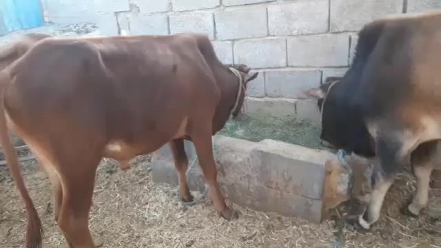 فروش گوساله دورگه پاکستانی|حیوانات مزرعه|خنج, |دیوار