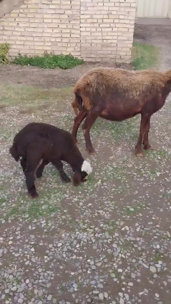 گوسفند قصابی با بره نر افشاری|حیوانات مزرعه|علیآباد کتول, |دیوار