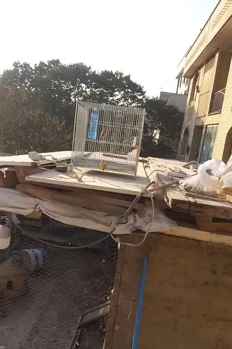 سهره قناری (دهن لر)|پرنده|تهران, خاوران|دیوار