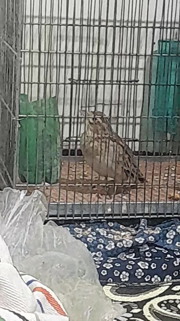 سهره خاکی ۲ساله کلام گو معاوضه با سهره|پرنده|قم, دروازه ری|دیوار