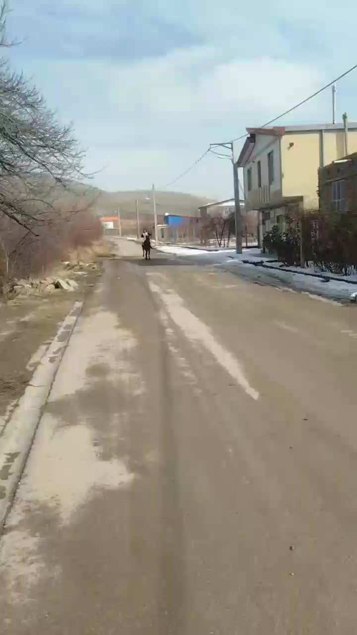 اسب نر|اسب و تجهیزات اسب‌سواری|ارومیه, |دیوار