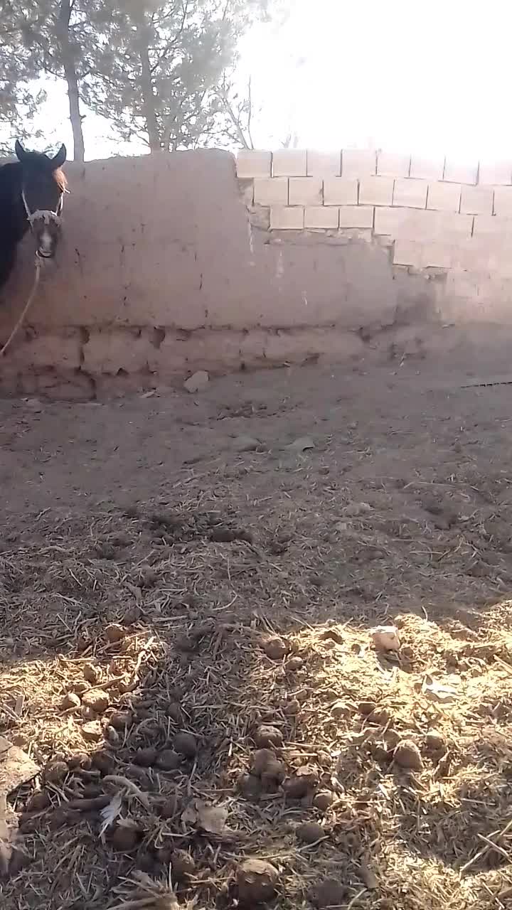 دوتا مادیان|اسب و تجهیزات اسب‌سواری|طرقبه, |دیوار