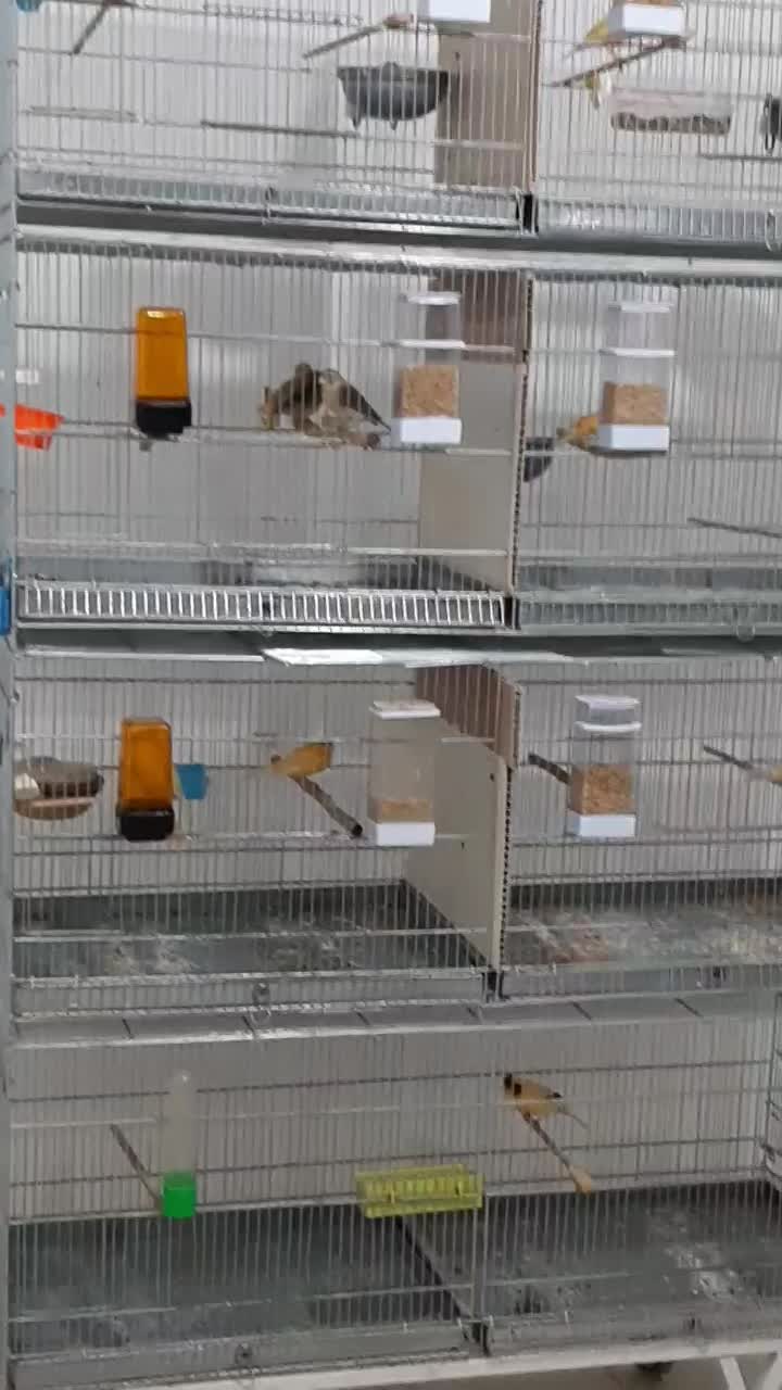 قناری نر و ماده اماده|پرنده|قدس, شهرقدس|دیوار