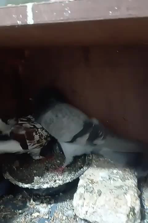 کفتر پرشی کبوتر|پرنده|علی‌آباد کتول, |دیوار