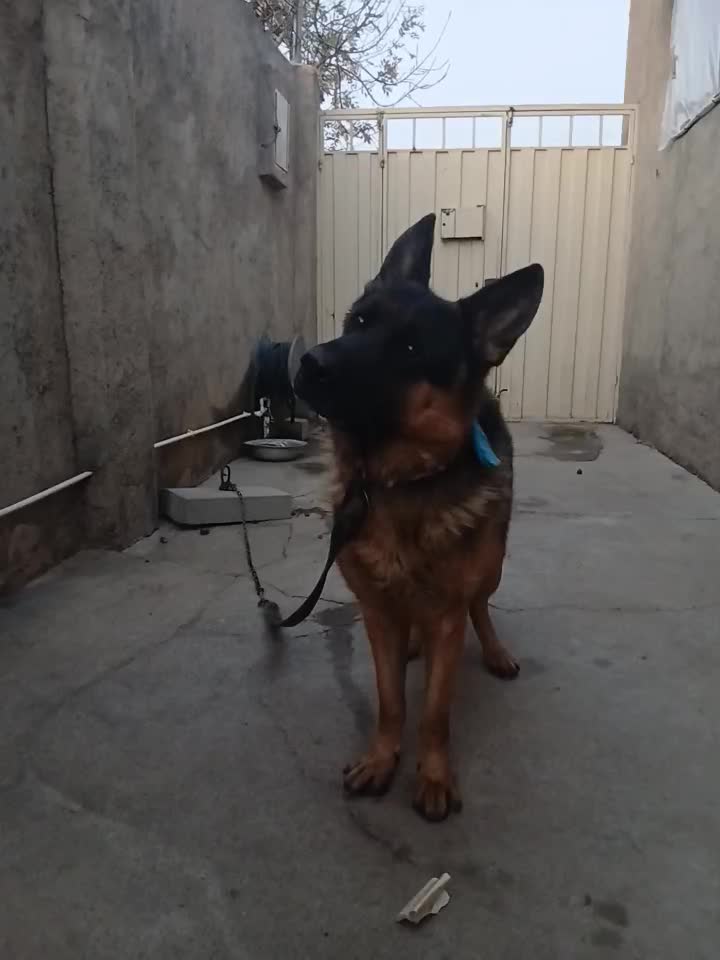 ژرمن اصیل|سگ|بشاریات, |دیوار