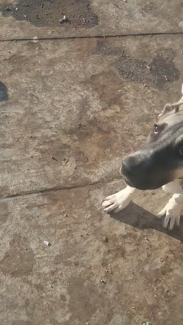 سگ سرابی ۴ماهه|سگ|میانه, |دیوار