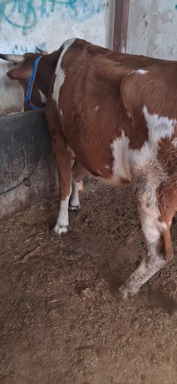 گاو ابستن|حیوانات مزرعه|گنبد کاووس, |دیوار