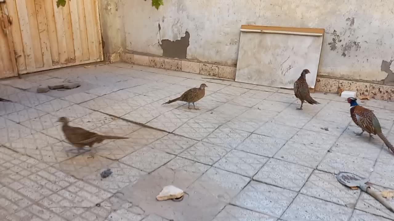 مرغ وخروس زینتی|حیوانات مزرعه|نیشابور, دارایی|دیوار