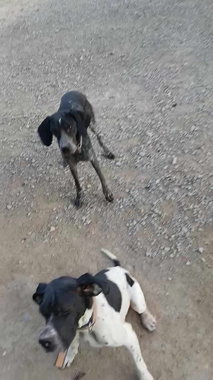 توله سگ شکاری دنبلان|سگ|گلی داغ, |دیوار