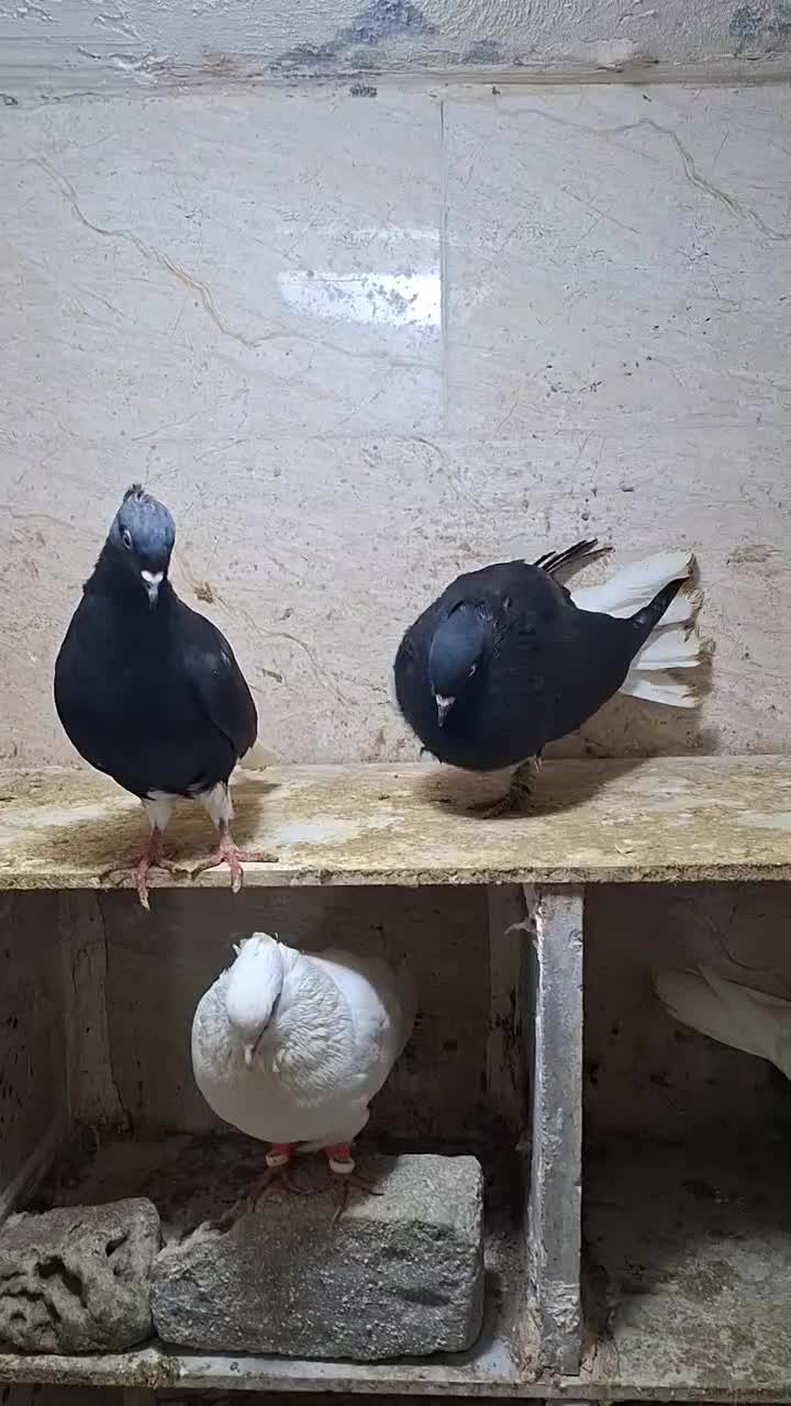 کبوتر زیل دم سفید ماده|پرنده|اقبالیه, |دیوار