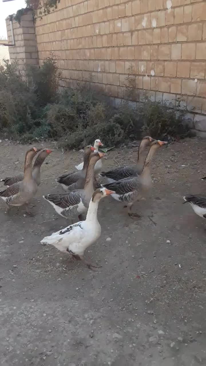 غاز|حیوانات مزرعه|کوهدشت, |دیوار