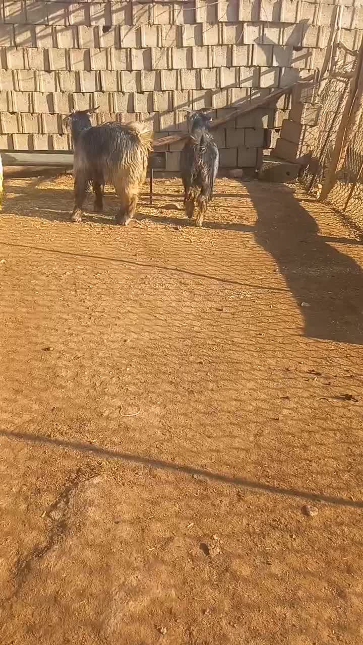 سه رس بزغاله|حیوانات مزرعه|فرخ‌شهر, |دیوار