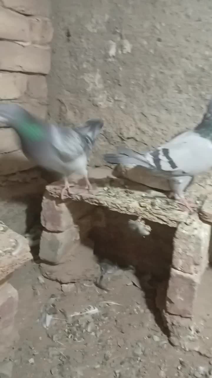 مجسمه کبوتر|مجسمه، تندیس، ماکت|زابل, |دیوار