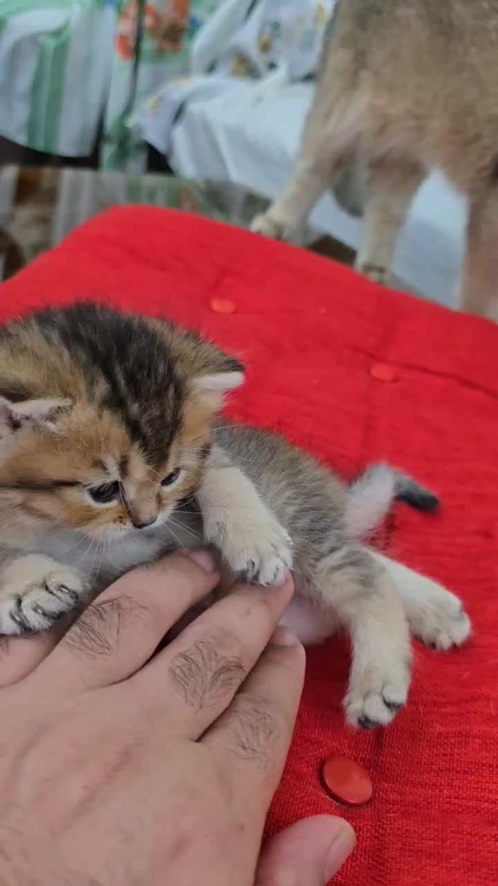 توله گربه های بریتیش|گربه|دزفول, |دیوار