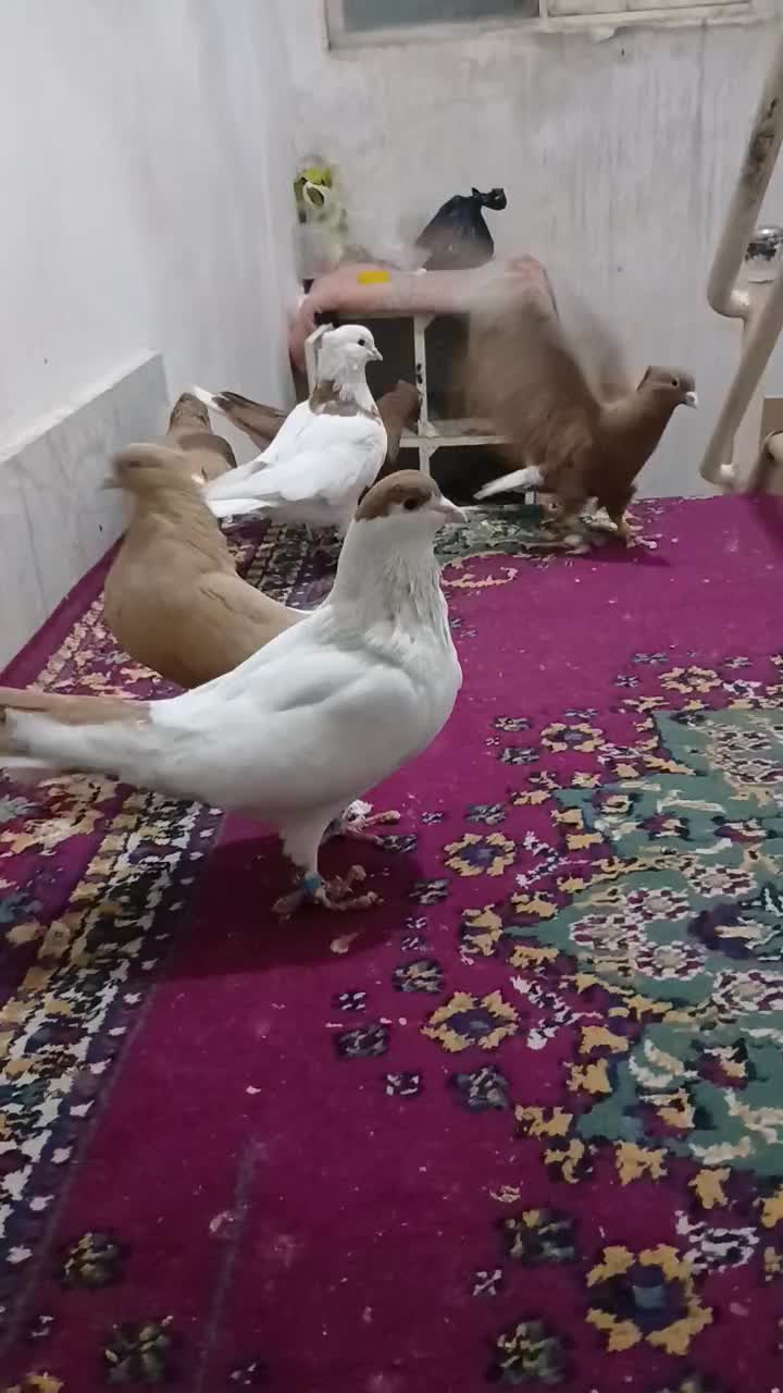 چند جفت طوقی و ساده کاکلی درشت قلدر|پرنده|مشهد, کشف|دیوار