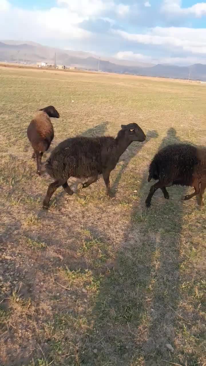 قوچ قزل هترو|حیوانات مزرعه|باغ حلی, |دیوار