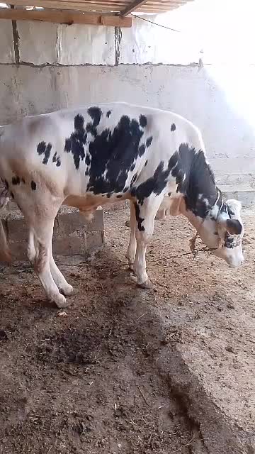 گاو خارجی حامله با گوساله نر آلمانی|حیوانات مزرعه|بندر ماهشهر, |دیوار