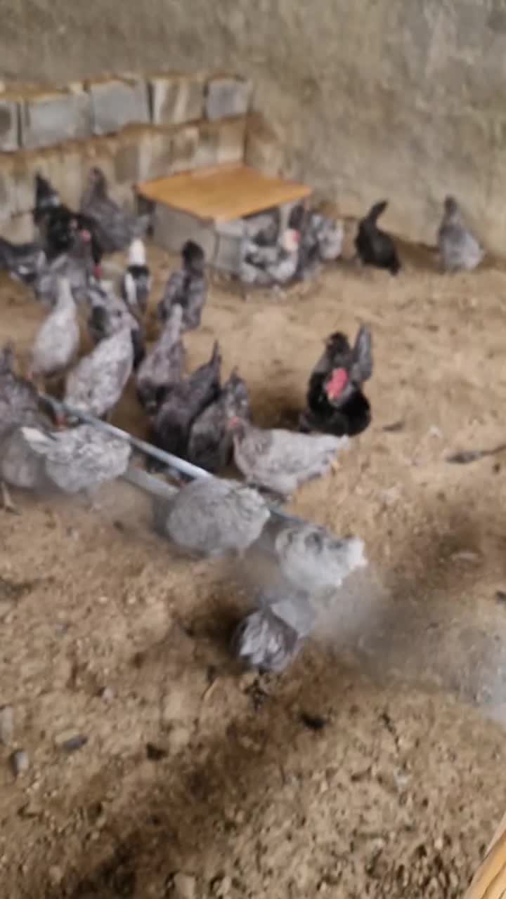 تخم مرغ نطفه دار گلین طوسی|حیوانات مزرعه|فلاورجان, |دیوار