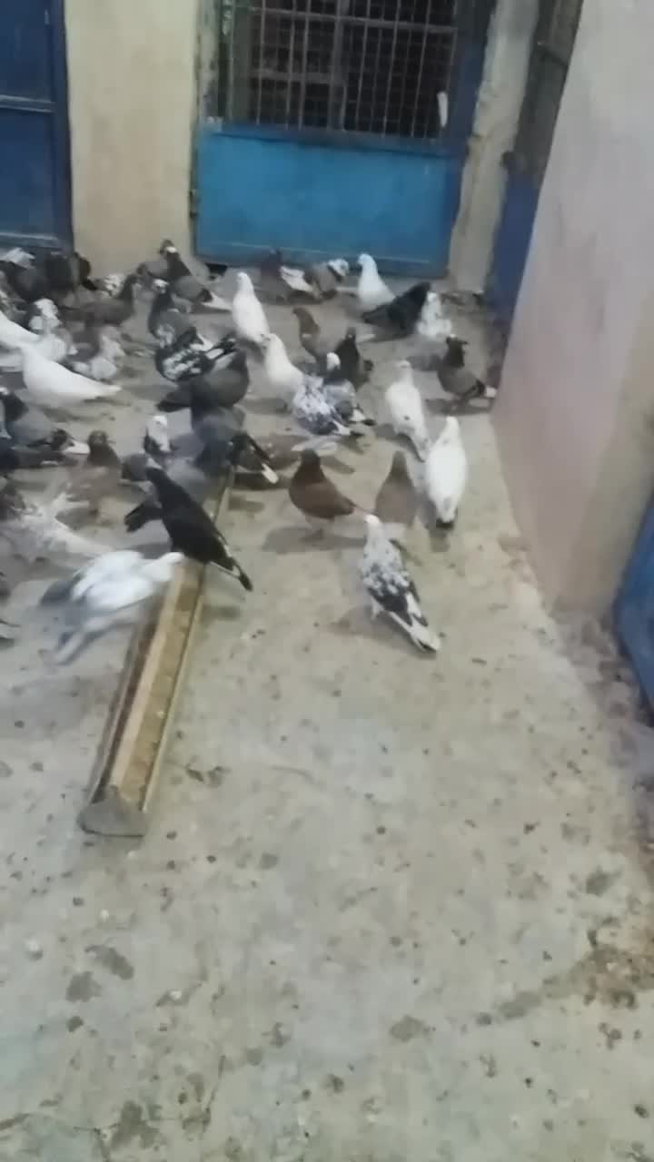 کبوتروجوجه قلم گروبشرط پرش توضیحات کامل خوانده شود|پرنده|پاکدشت, پاکدشت (مامازند)|دیوار