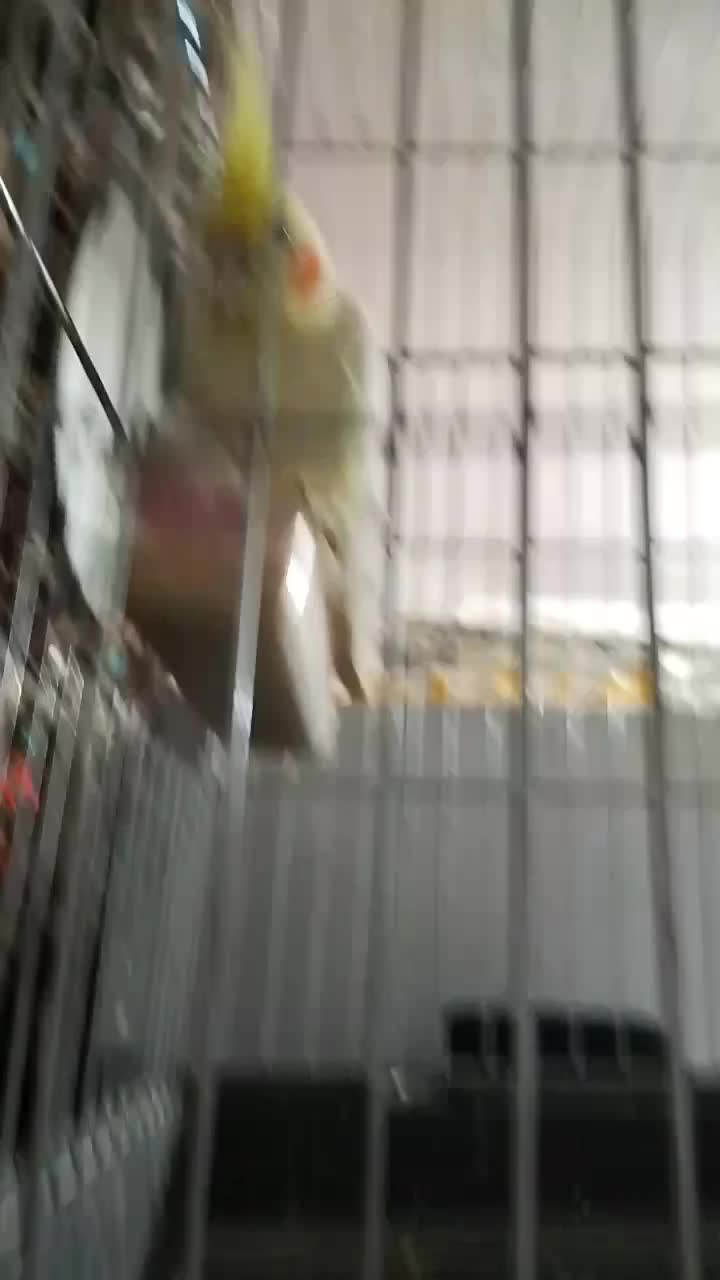 پرنده|پرنده|اهواز, کوی مهدیس|دیوار