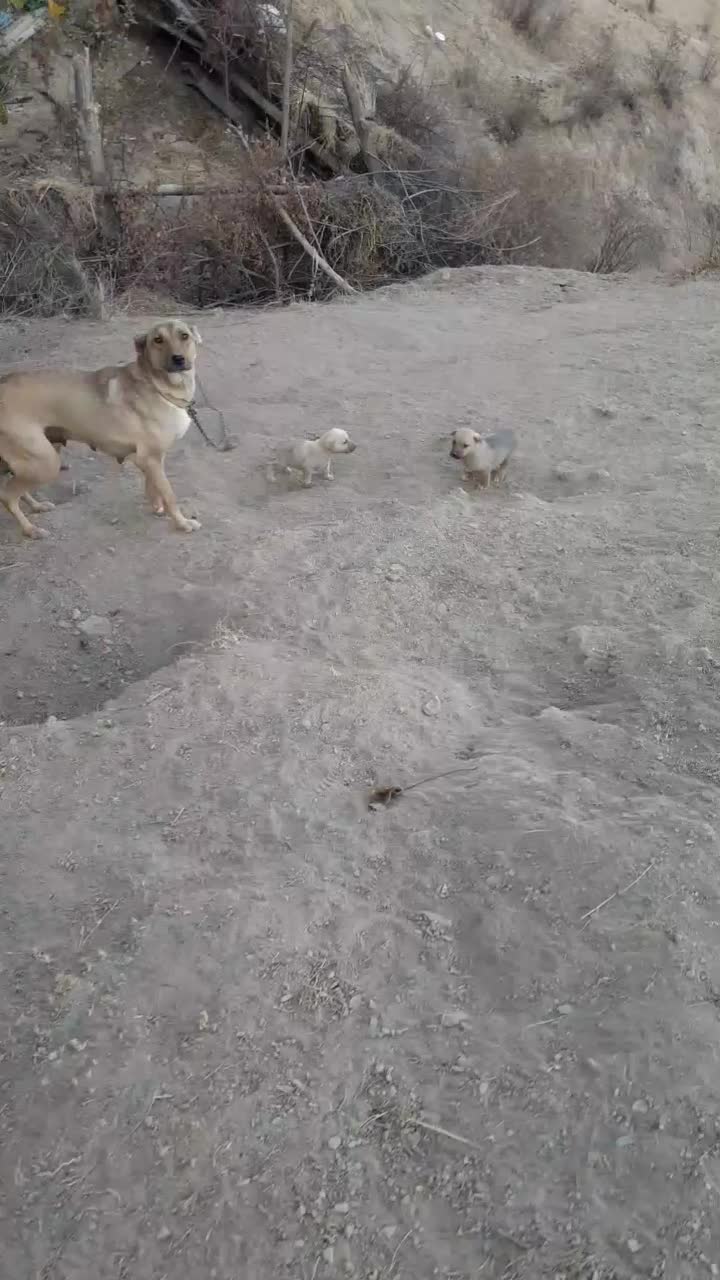 سگ نگهبان|سگ|خلخال, |دیوار