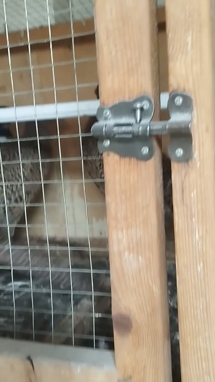 پرنده زینتی|حیوانات مزرعه|میاندوآب, |دیوار