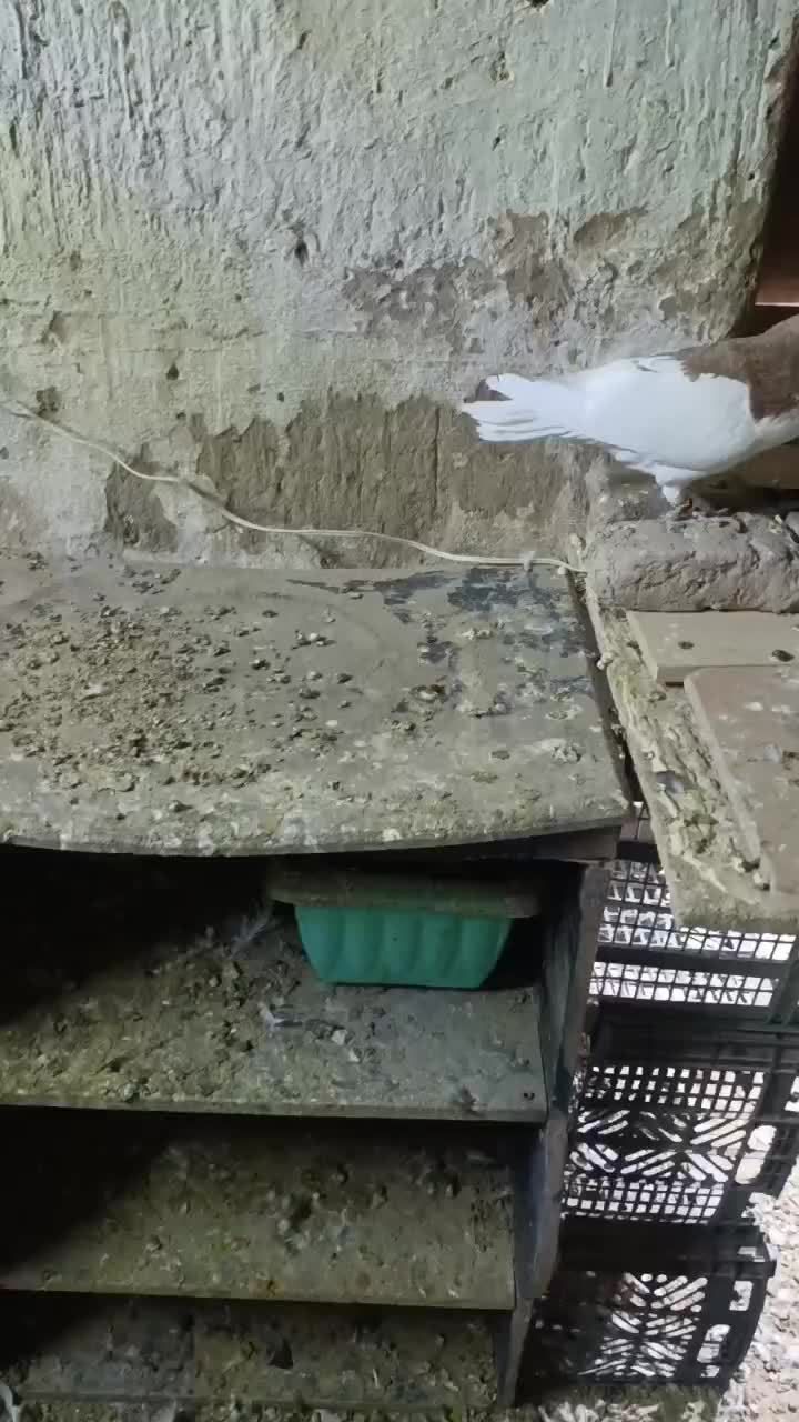 خال زرد|پرنده|شهرآباد, |دیوار