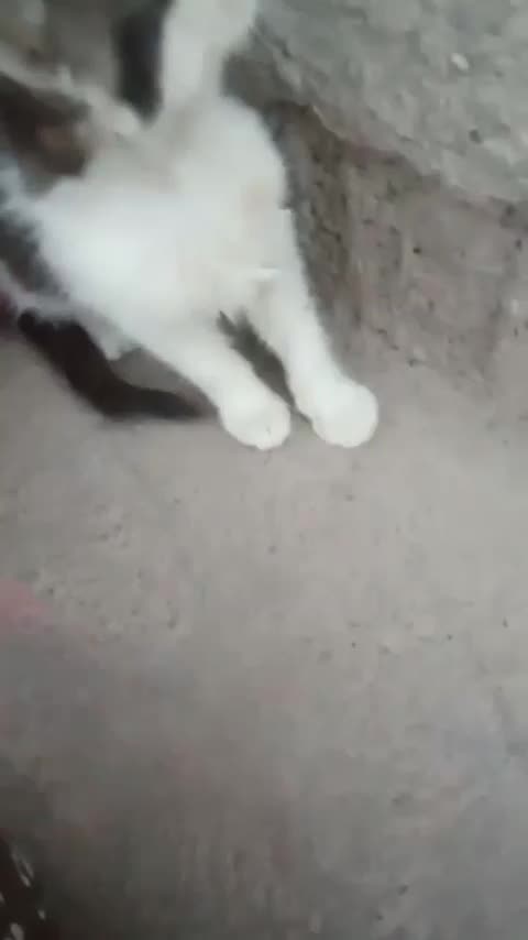 گم شده|حیوانات|خوی, |دیوار