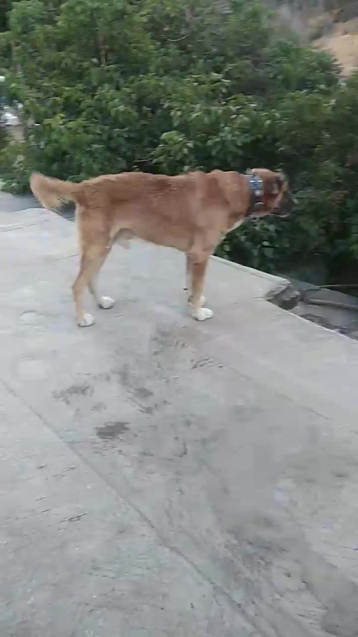 واگذاری سگ سرابی گله و نگهبان|سگ|مشهد, کوی المهدی|دیوار