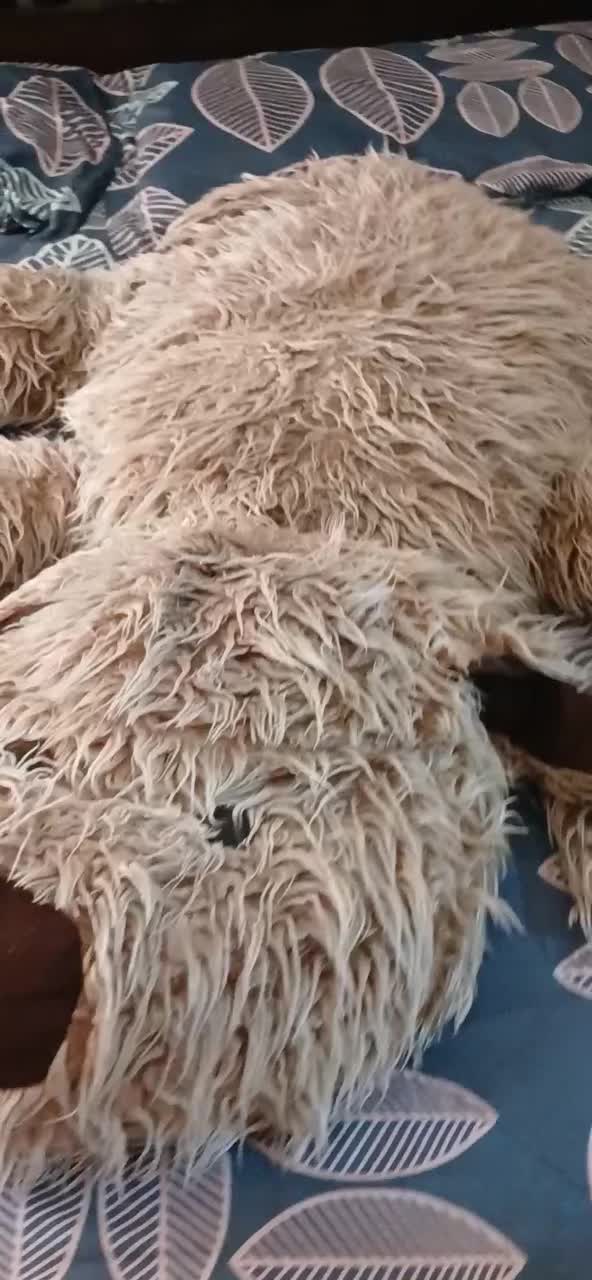 عروسک|اسباب‌بازی بچه|رشت, دروازه لاکان|دیوار