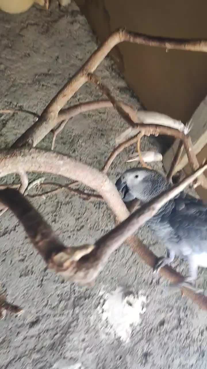 پرنده کاسکو نر وماده|پرنده|دشتیاری, |دیوار