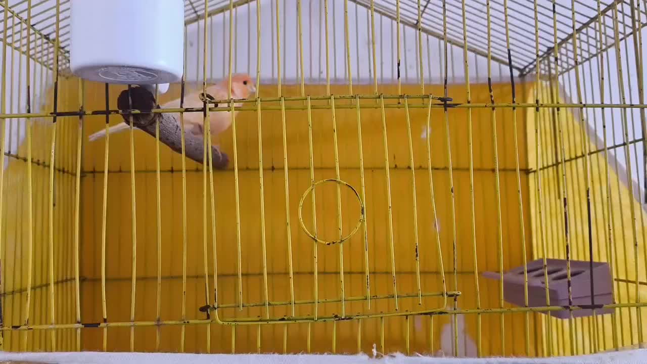 قناری پرتقالی|پرنده|بم, |دیوار