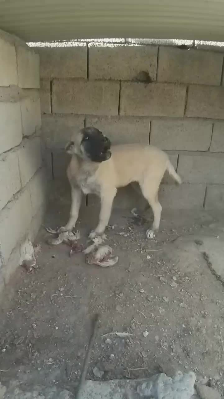 توله سرابی اصیل|سگ|بستان آباد, |دیوار