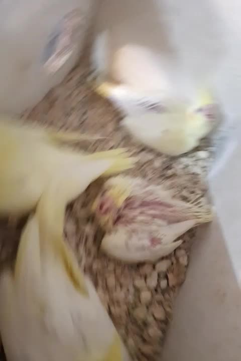 جوجه عروس هلندی|پرنده|تاکستان, |دیوار