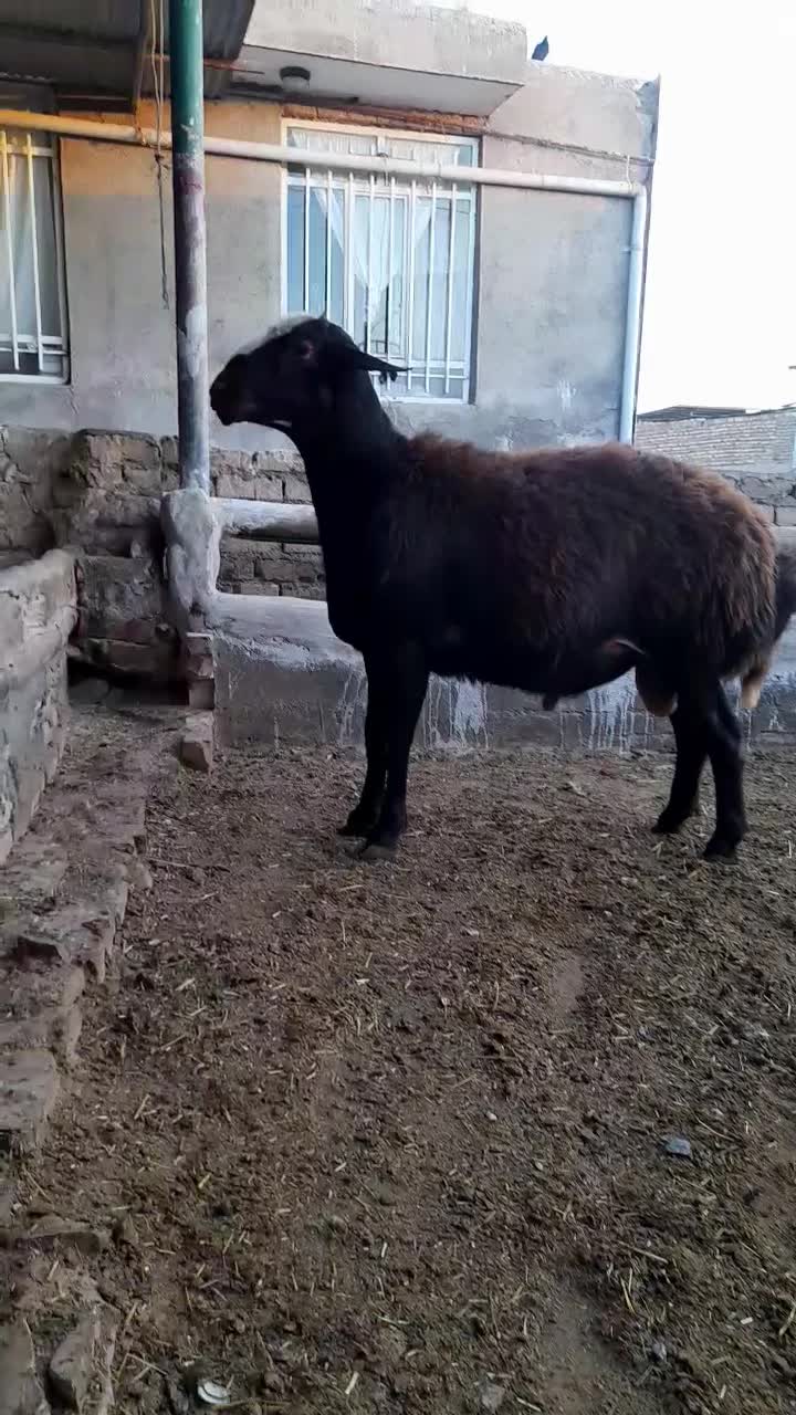 بره بذری تیزران وبزجوان|حیوانات مزرعه|نیشابور, ریوند|دیوار