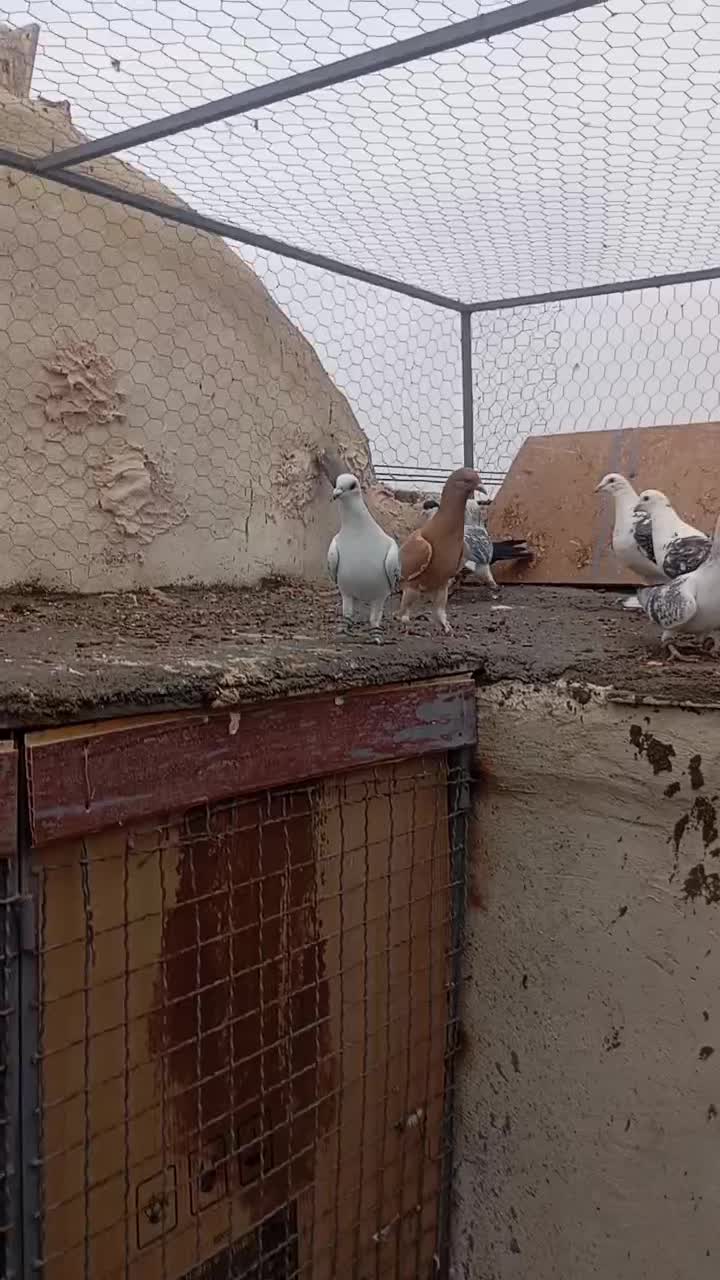 دسته کبوتر|پرنده|یزد, |دیوار