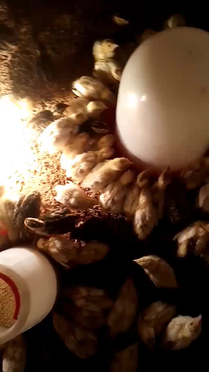 جوجه|حیوانات مزرعه|یزد, |دیوار