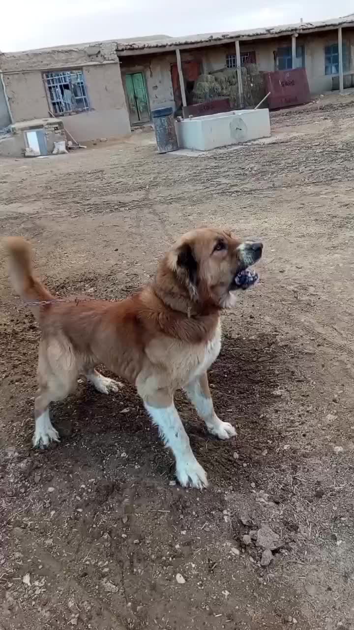 سگ خوب،|سگ|قم, شهر قائم|دیوار